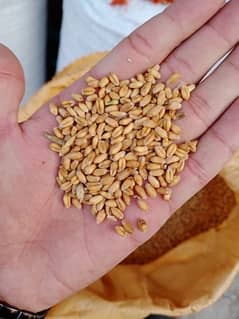 6 Mun Wheat (Gandum) for sale