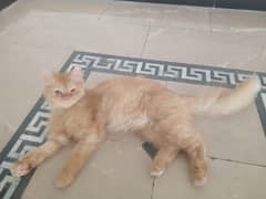 golden male cat triple coat