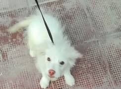 Russian female pink nose puppy for urgent sale