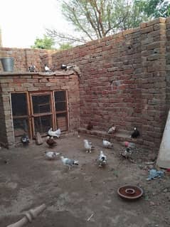 pigeons for sale location muzaffarghr contact 03088998822