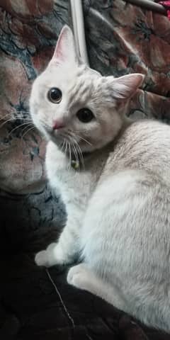 10 months cute kitten. Golden brown