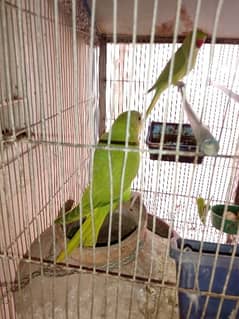 Green Neck Parrots
