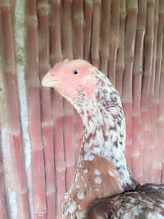 qandhari parrot beak aseel female diamond dove 2 breeder female