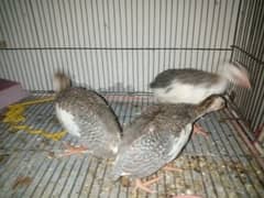 Ticher (guinea fowl) Chikx for sle age 2 month plus