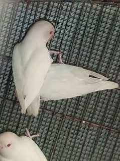 Albino Red Eyes Non DNA Gouldian Finch Green Back