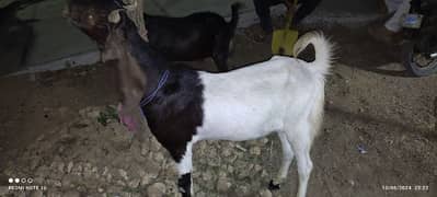 2 dant goat ranging from 40 to 50 thousand