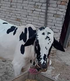 dhani bull khery bull for sale healthy and active