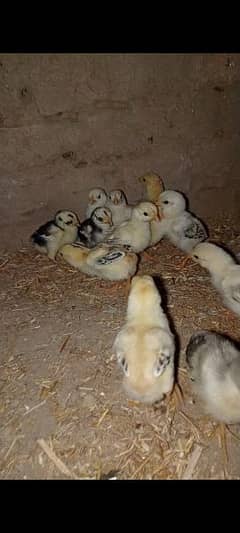 aseel chicks for sale