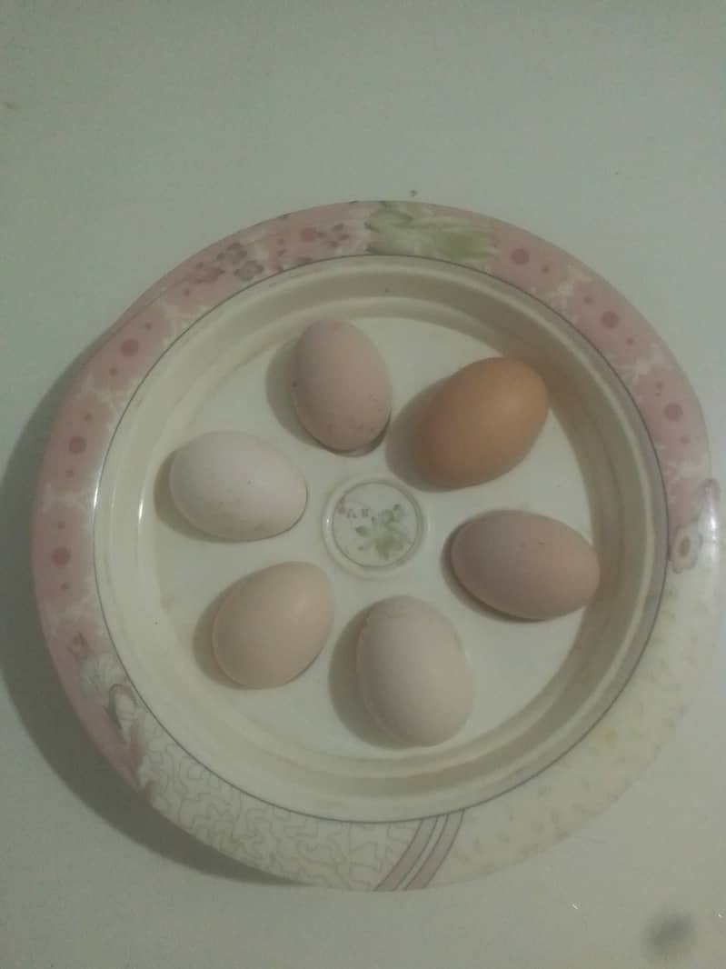 FERTILE DESI EGGS ON SALES 0