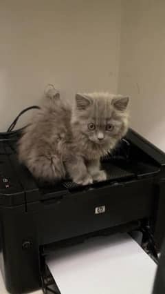 Grey Persian kitten