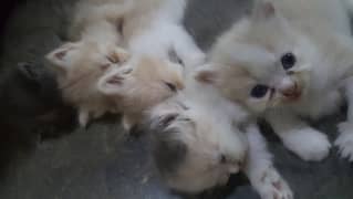 Persian kittens double coated