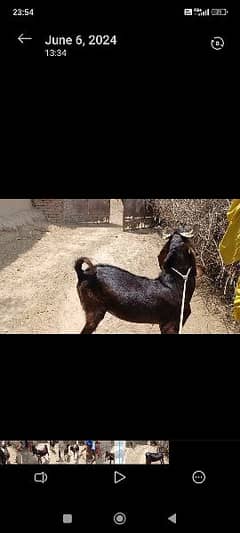 two male goats for sell