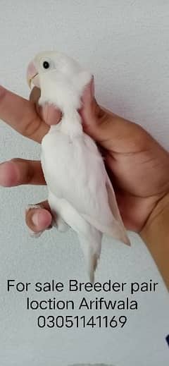 SALE SALE SALE 3 Pair Albino Only in 15k    03051141169