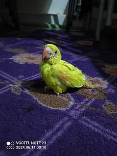 yellow ringneck for sale