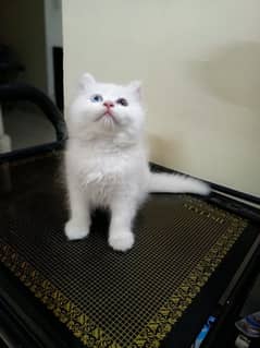 odd eye male Persian kitten only serious buyers contact