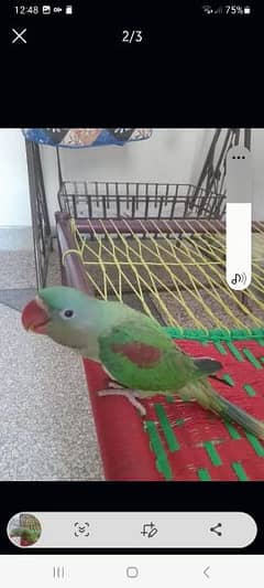parrot ke baby Hain