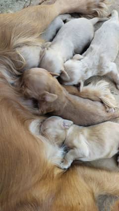 Puppies  For sale
