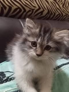 Cat kittens Fluffy 2 month Age Full Active