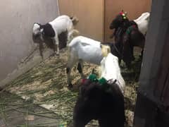 Goats In Reasonable price