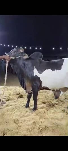 Qurbani Best Bulls | Cow | Bachia | Janwer | Bachrra | Desi