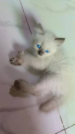 Imported Siamese kittens Blue Eyes very playful