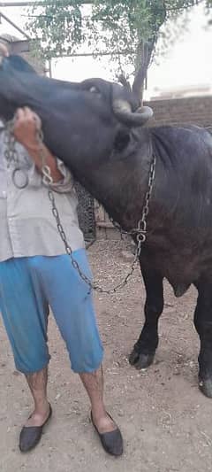 Heavy weight katta for sale in qurbani
