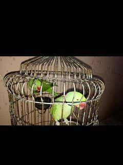 2 raw parrot with cage