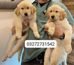 outstanding importat breed golden retriever pidgree puppies