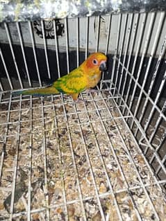 urgent sale 6 months active and healthy sun conure self feed