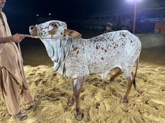 Brown spots Bachai for sale for this Bakra Eid
