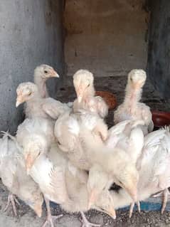 Heera aseel chicks for sale