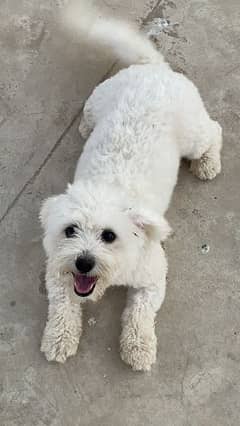 Maltese female dog for sale fully trained