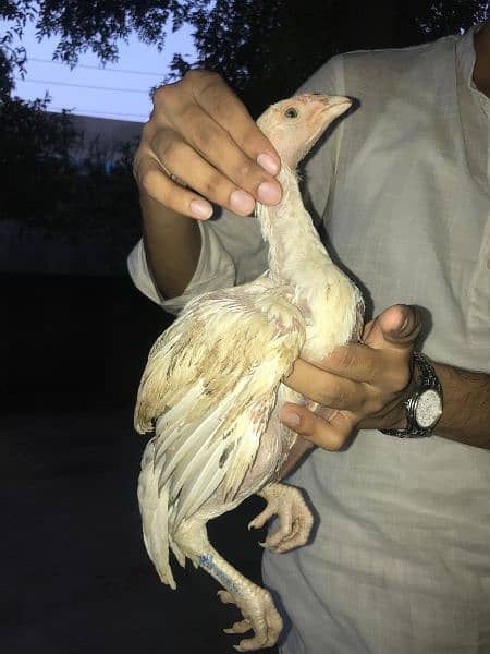 quality aseel chicks for sale 7
