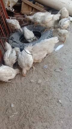 Fancy hen's chicks 03064328164
