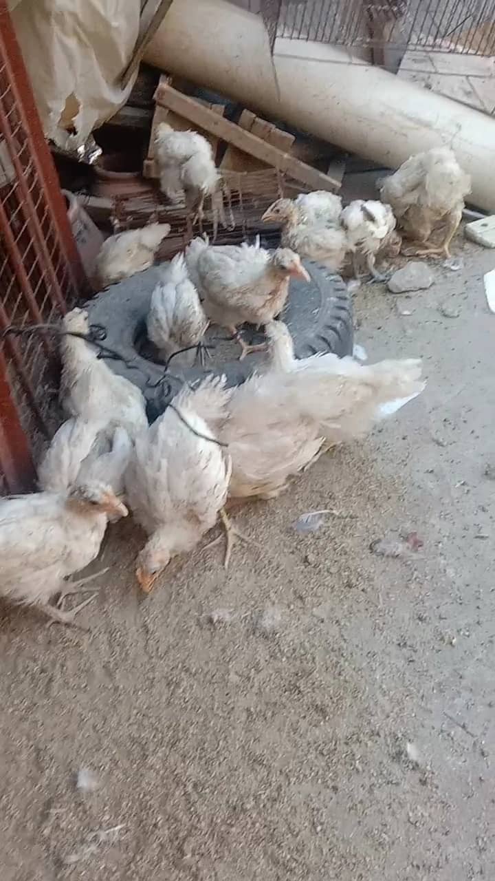 Fancy hen's chicks 03064328164 1