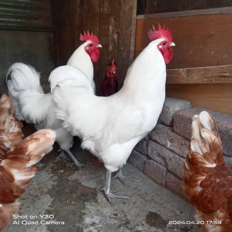 Fancy hen's chicks 03064328164 3