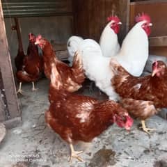 Fancy hen's chicks 03064328164