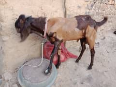 Bakray for sale qurbani wala