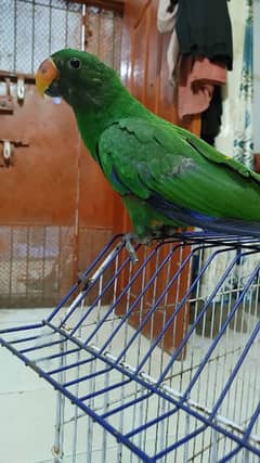 Eclectus Male Pathha 8 Months