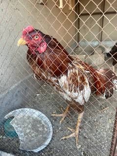 selling miawali male red and white or exchange with 3 Aseel hens