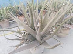 Aloe Vera For Sale Big Quantity Big Plants With Pots