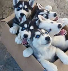 Beautiful Husky Puppies | Siberian Husky | Dogs Puppies | Husky