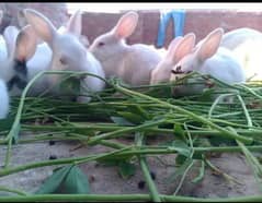 rabbits for sale argent