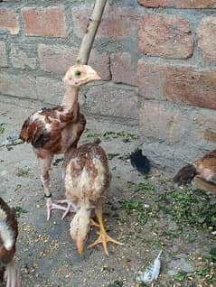 Sindhi Aseel female available