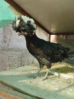 black polish pair ready to breed 2 aseel hens 2 desi hens