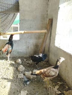 black polish pair  2 aseel hens 2 desi hens