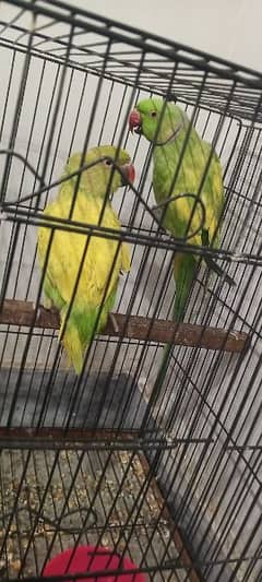 green parrot pair