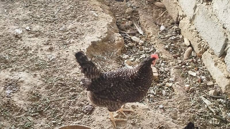 American Rock Plymouth  fertilized eggs & chicks  available 2