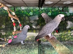 African grey tamed
