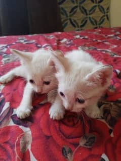 Persian Kitten's | Persian cats For Sale single coat